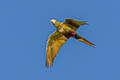 Golden-collared Macaw Primolius auricollis