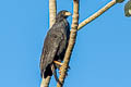 Great Black Hawk Buteogallus urubitinga urubitinga