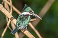 Green Kingfisher Chloroceryle americana americana