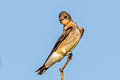 Southern Rough-winged Swallow Stelgidopteryx ruficollis ruficollis