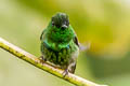 Green Thorntail Discosura conversii