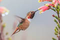 Allen's Hummingbird Selasphorus sasin sasin