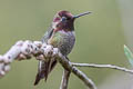 Anna's Hummingbird Calypte anna