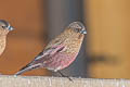 Brown-capped Rosy Finch Leucosticte australis