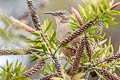 California Thrasher Toxostoma redivivum sonomae