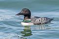 Common Loon Gavia immer (Great Northern Diver)