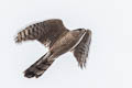 Cooper's Hawk Accipiter cooperii