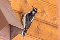 Downy Woodpecker Dryobates pubescens leucurus