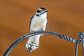Downy Woodpecker Dryobates pubescens leucurus