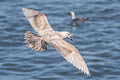 Glaucous-winged Gull Larus glaucescens