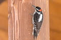 Hairy Woodpecker Leuconotopicus villosus septentrionalis