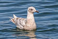 Iceland Gull Larus glaucoides thayeri 