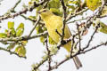 Orange-crowned Warbler Leiothlypis celata sordida