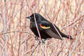 Red-winged Blackbird Agelaius phoeniceus fortis