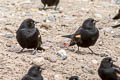 Red-winged Blackbird Agelaius phoeniceus fortis