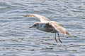 Short-billed Gull Larus brachyrhynchus