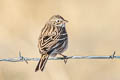 Vesper Sparrow Pooecetes gramineus confinis 