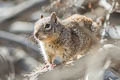 American Rock Squirrel Otospermophilus variegatus