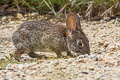 Brush Rabbit Sylvilagus bachmani
