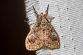 Cocoa Tussock Moth Orgyia postica