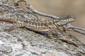 South American Collared Lizard Tropidurus madeiramamore
