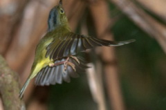 Alstom's Warbler