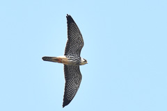 Amur Falcon