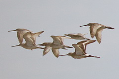 Asian Dowitcher