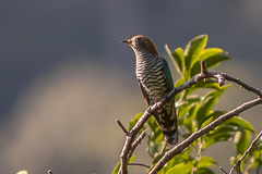 Asian Emerald Cuckoo