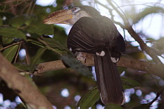 Austen's Brown Hornbill