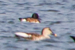 Baer's Pochard