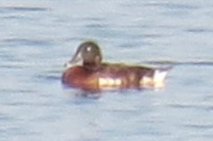 Baer's Pochard