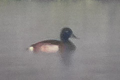 Baer's Pochard