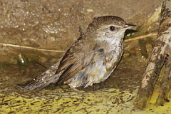 Baikal Bush Warbler