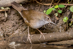 Baikal Bush Warbler