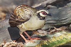 Bar-backed Partridge