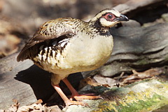 Bar-backed Partridge