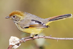 Bar-throated Minla