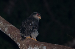 Barred Eagle-Owl