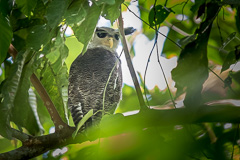 Barred Eagle-Owl