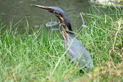 Black Bittern