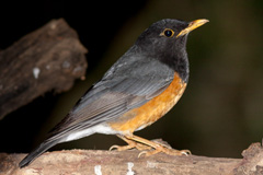 Black-breasted Thrush