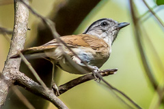 Black-browed Fulvetta