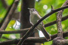 Black-browed Fulvetta