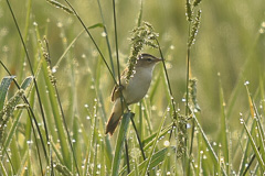 Black-browed Reed Warbler