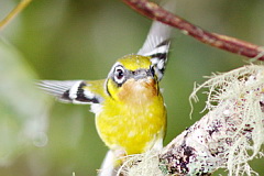 Black-eared Shrike-babbler