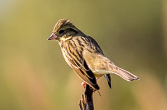 Black-faced Bunting