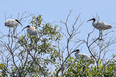 Black-headed Ibis