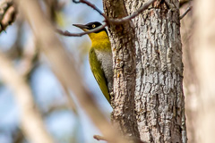 Black-headed Woodpecker