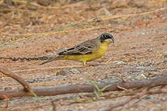 Black-headed Bunting